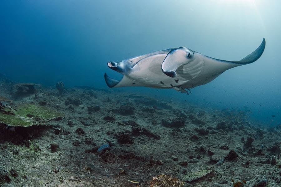 Manta d alfred mobula alfredi d7605