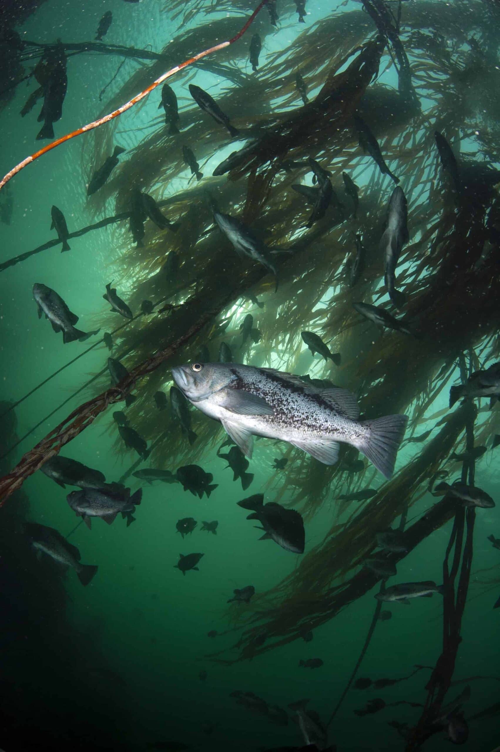 Nicolas barraque colombie britannique nov 2006 black rockfish sebaste noir sebastes melanops dsc 0150