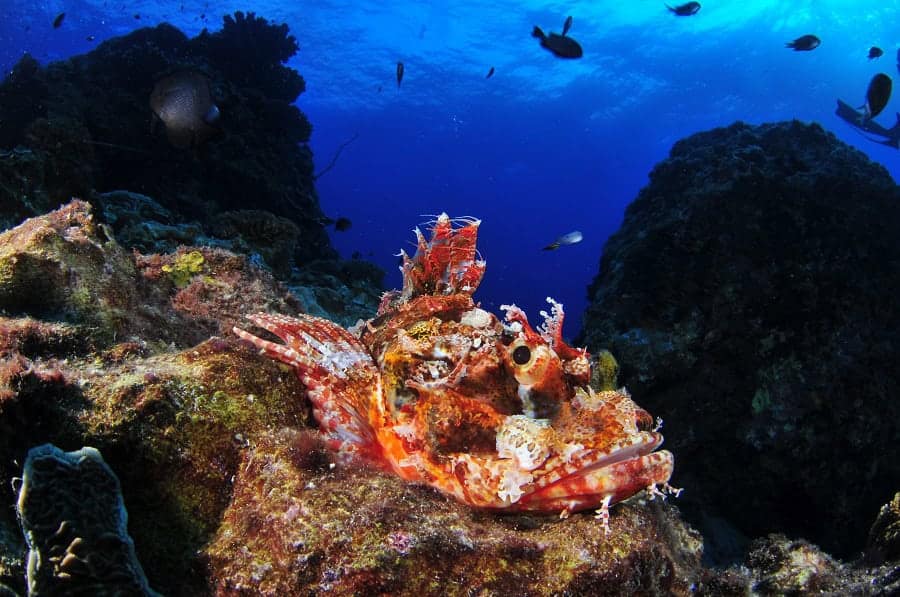 13 poissons scorpions joa0965