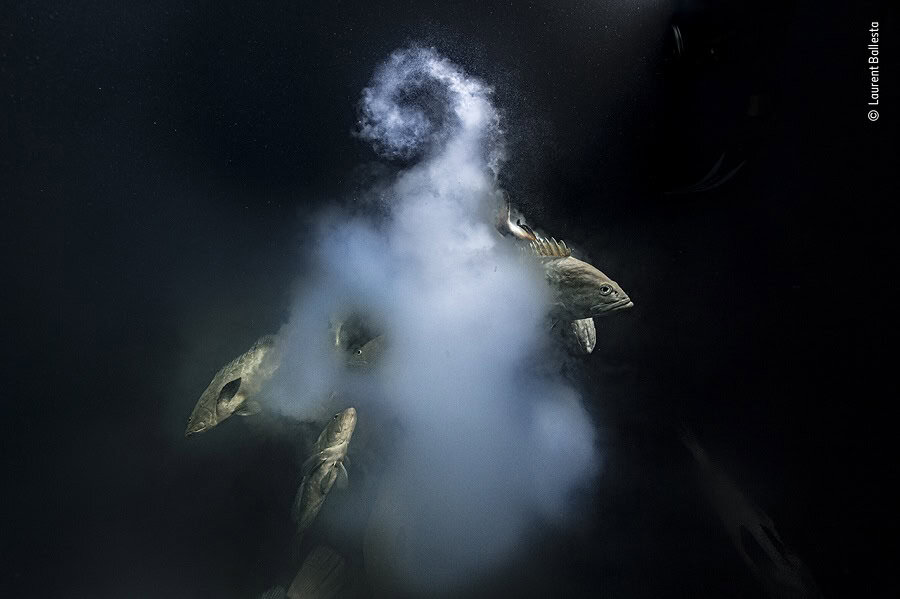 © laurent ballesta wildlife photographer of the year