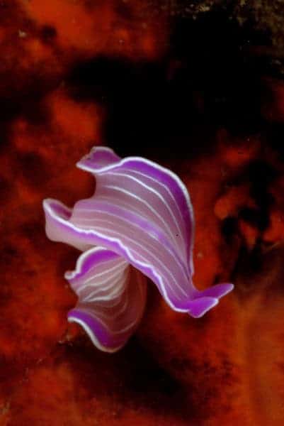 Planaire Rose1