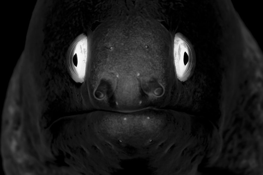 2ème Prix Noir Et Blanc. © Patrick Désormais