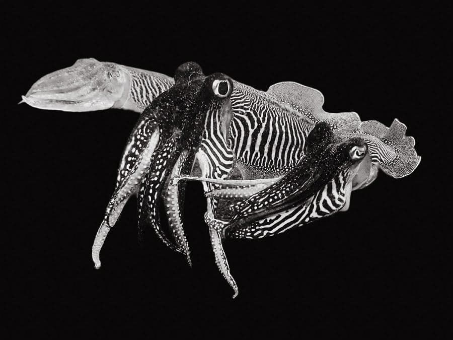 3ème Prix Noir Et Blanc. © Yannick Rondeau