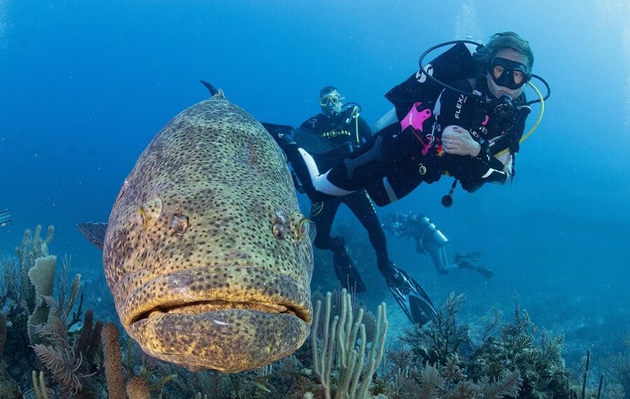 Nicolas Barraque Cuba Jardin De La Reine Decembre 2021 Merou Goliat Et Nicole Epinephelus Itajara Nic 0927 900x570