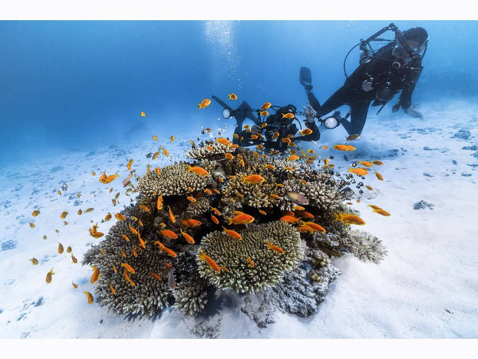 Le site de plongée de Cocaïne, au nord-ouest de Mayotte, tient son nom de la blancheur du sable sur lequel se détachent des patates de corail multicolores. © Gaby Barathieu