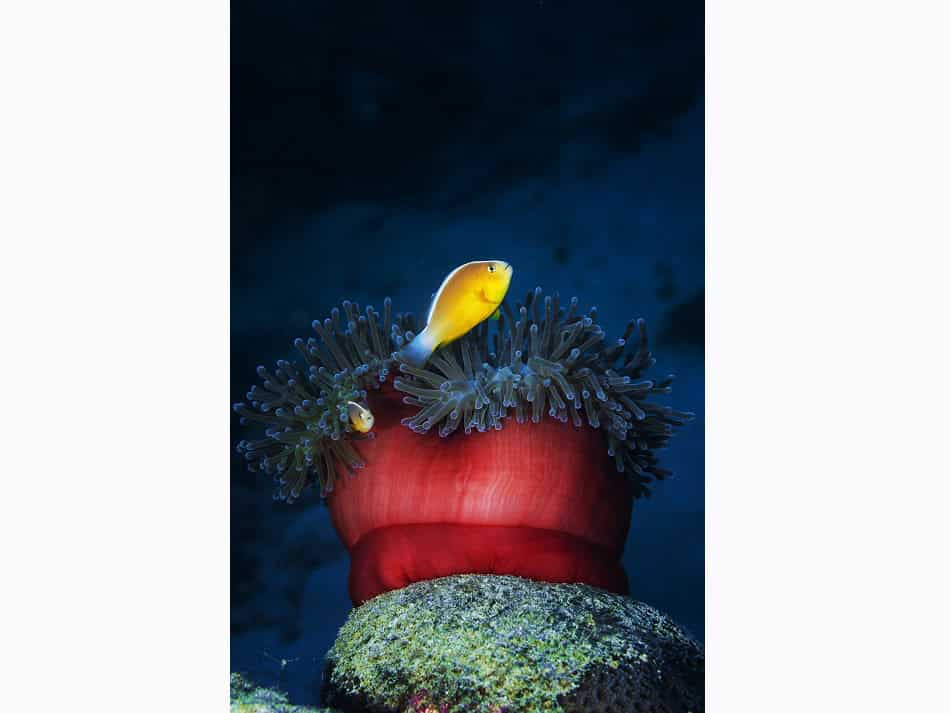 Les anémones rouges sont nombreuses dans la passe en S, ici avec des poissons-clowns. © Gaby Barathieu