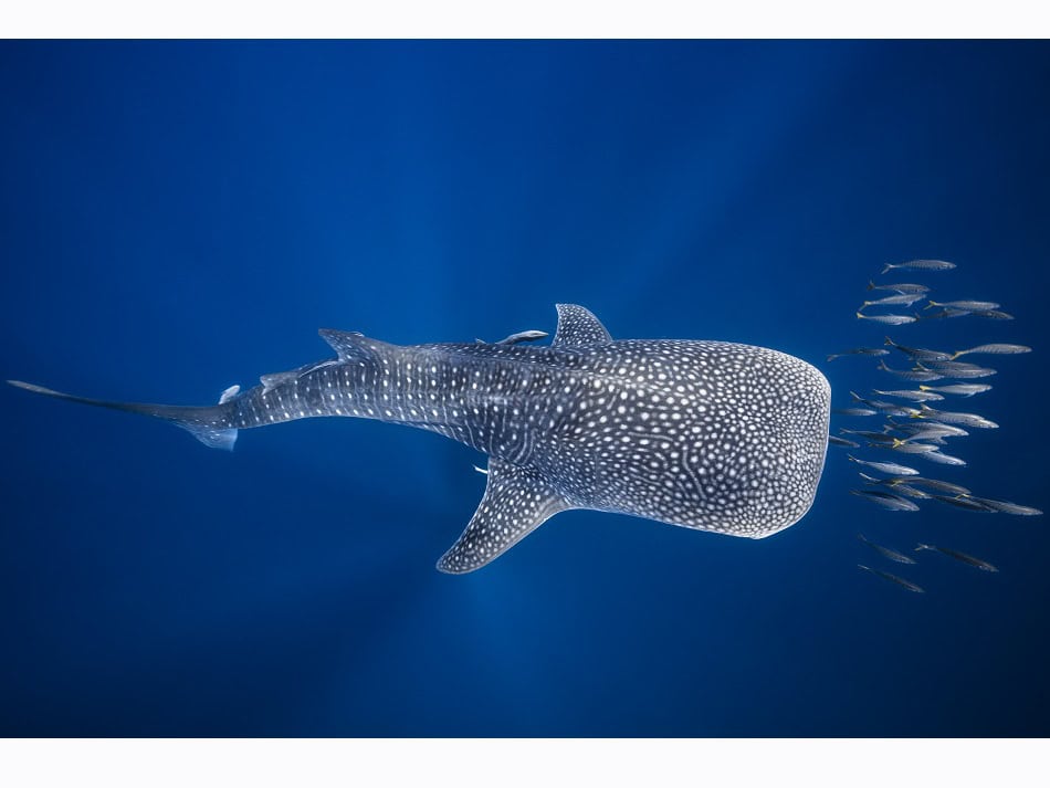 Un requin-baleine escorté par un banc de bonite. Les requins-baleines se réunissent en nombre pour filtrer l’eau dans les chasses de thon. © Gaby Barathieu