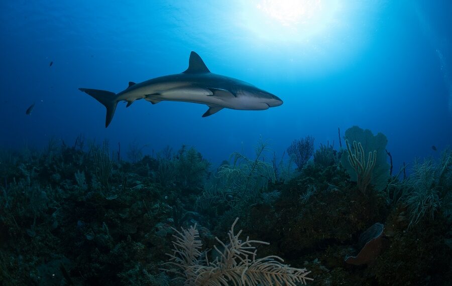 Nicolas Barraque Cuba Jardin De La Reine Decembre 2021 Requin Caraibe Carcharhinus Perezii Nic 1045 900x570