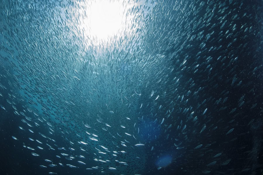 Sardines