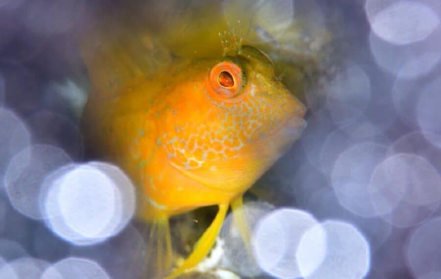 01 Ameeuw 10 2p 8500 Px Poisson 900x570