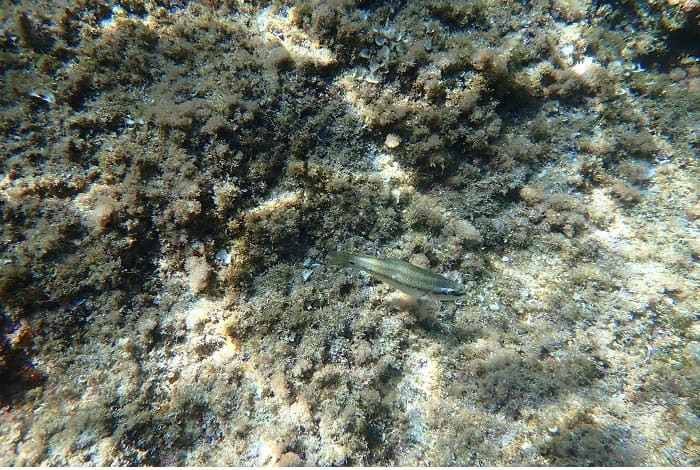 06 Meduse Photo 3