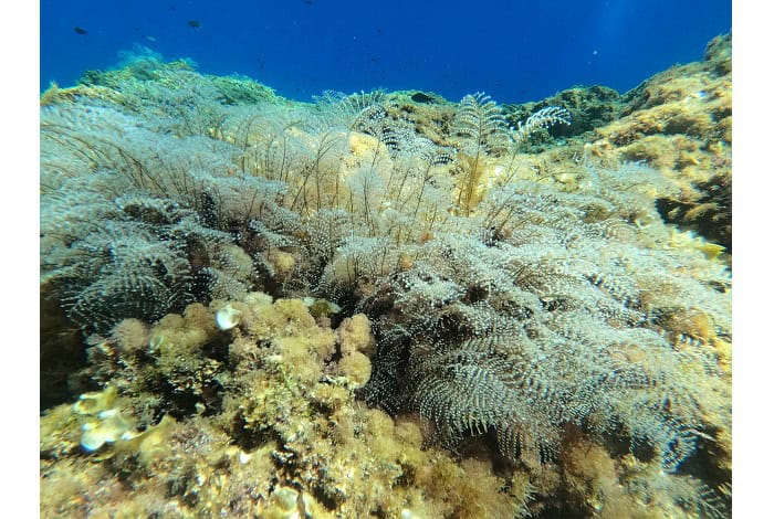 Dcim103goprogopr5680.jpg
