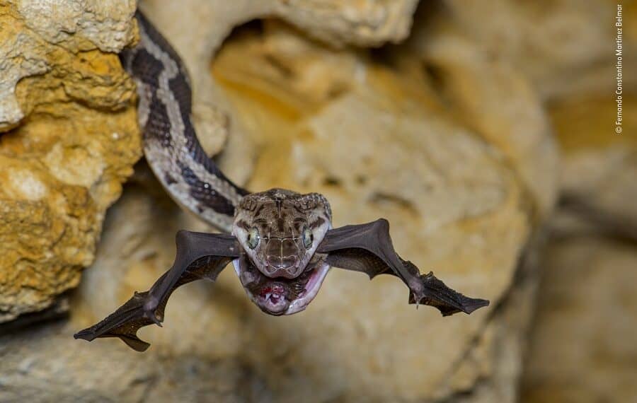 © Fernando Constantino Martinez Belmar 1 Wildlife Photographer Of The Year 900x570