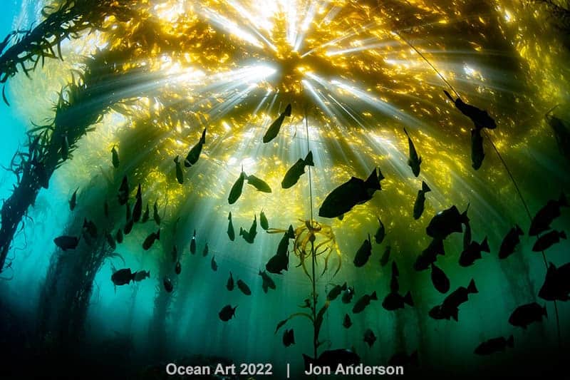 3rd Cold Water Jon Anderson Dancing Rockfish Silhouettes