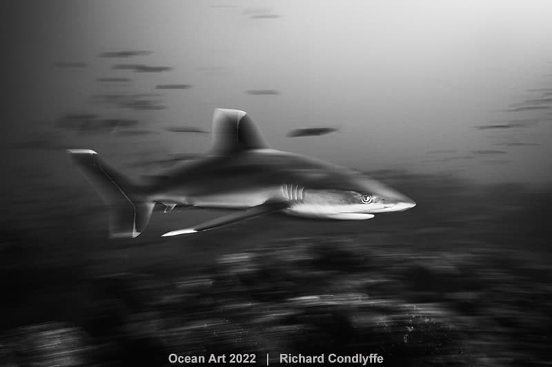 Hm2 Black White Richard Condlyffe Silvertip Shark Blur