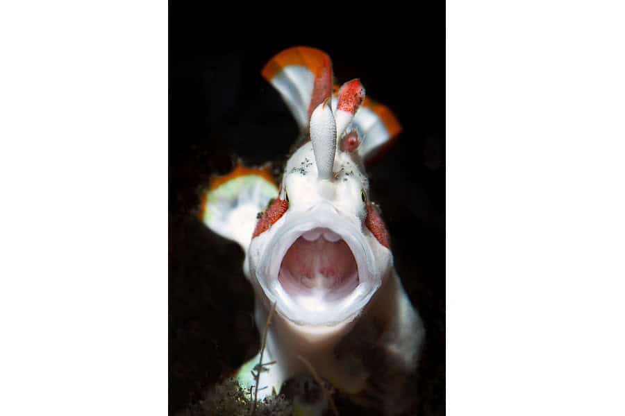 Hippocampe Dargent Portfolio Expert © Cedric Peneau 5