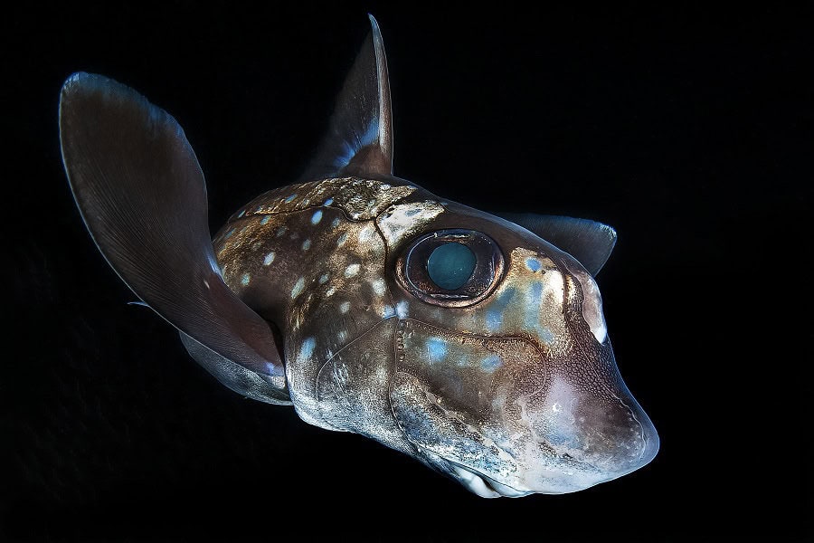Hippocampe De Bronze Portflio Expert © Claudio Zori 1