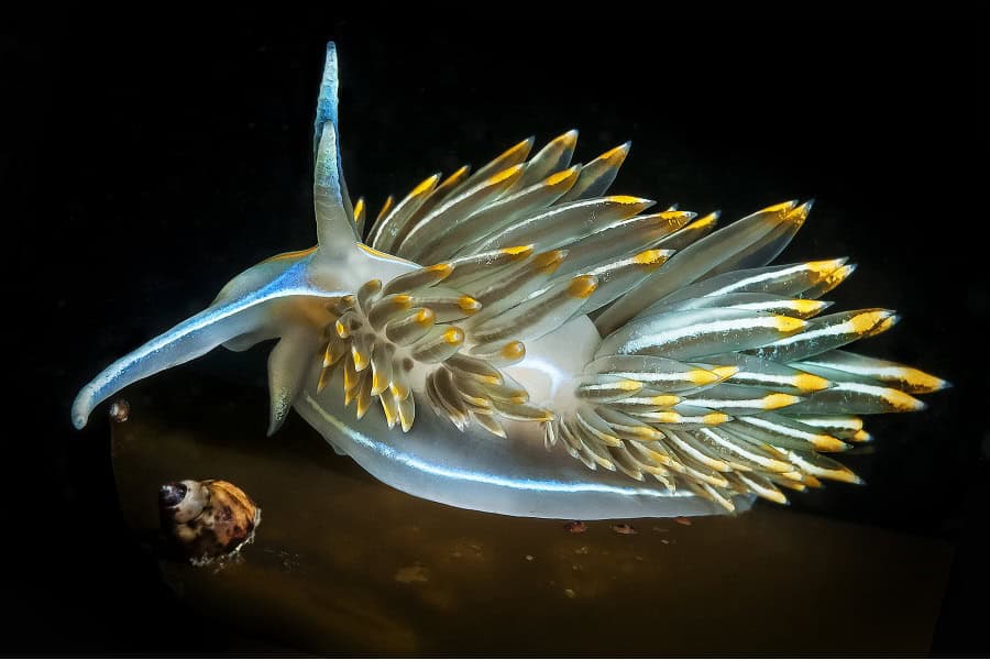 Hippocampe De Bronze Portflio Expert © Claudio Zori 3