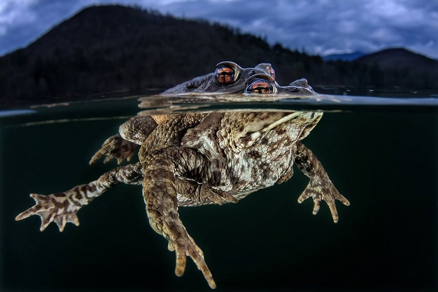 Hippocampe De Bronze Portflio Expert © Claudio Zori 6