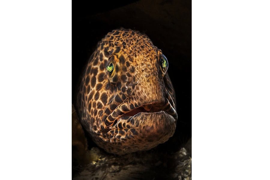 Hippocampe De Bronze Portflio Expert © Claudio Zori 7