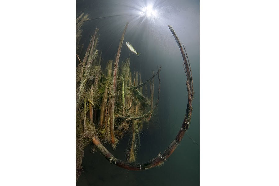 Hippocampe De Bronze Portflio Expert © Claudio Zori 8