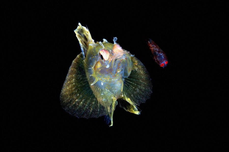 Hippocampe De Bronze Trio Thematique © Christophe Kazmierski Festival International De Limage Sous