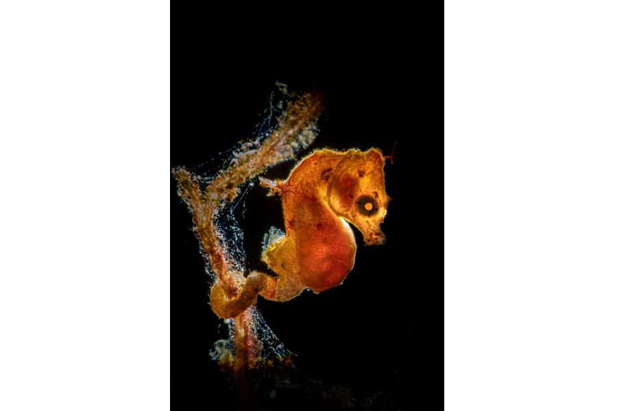 Hippocampe Dor Portfolio Expert © Galice Hoarau 5