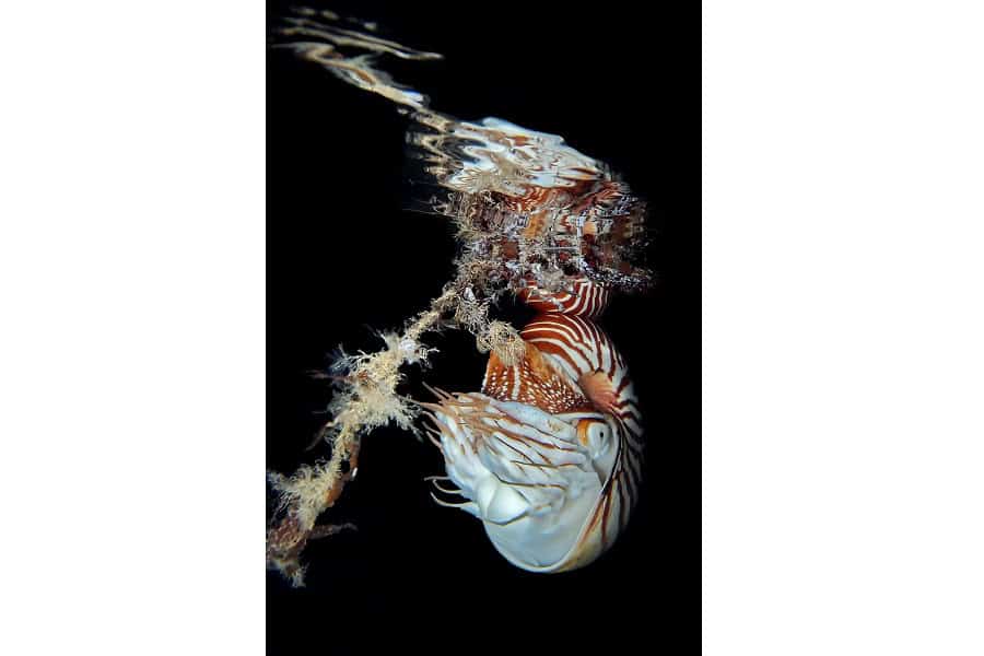 Hippocampe Dor Trio Thematique © Jack Berthomier Festival International De Limage Sous Marine De Mayotte 3
