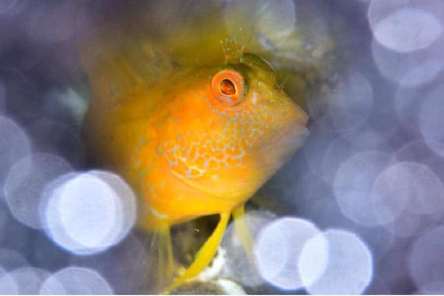 01 Ameeuw 10 2p 8500 Px Poisson