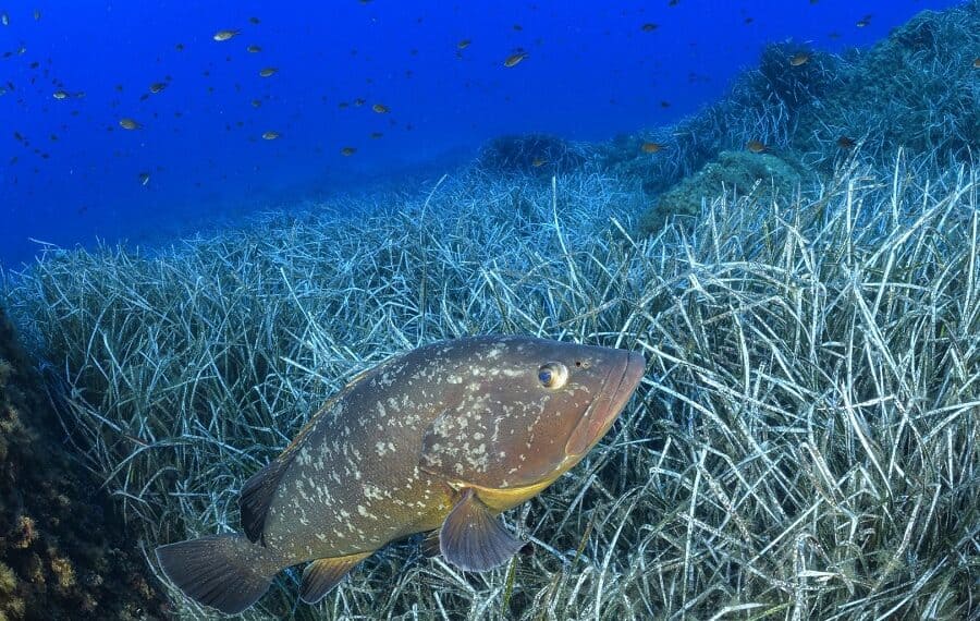 01 Clement Leca Marie Lamouret Poisson Equipe 05 Hd 900x570