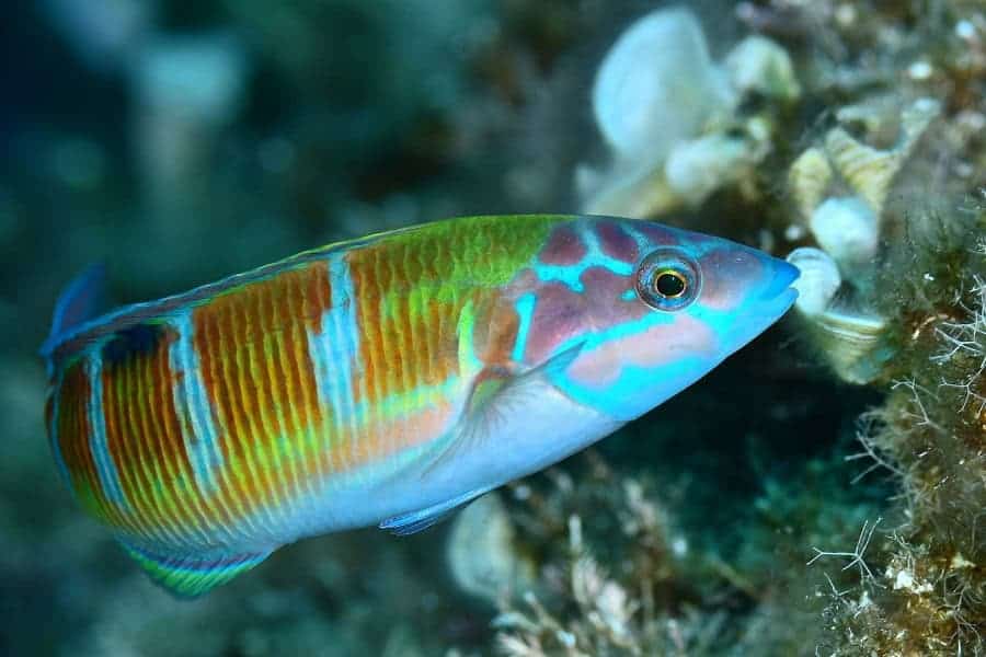 03 Sebastien Ameuw Delphine Fraysse Poisson Equipe 09 Hd