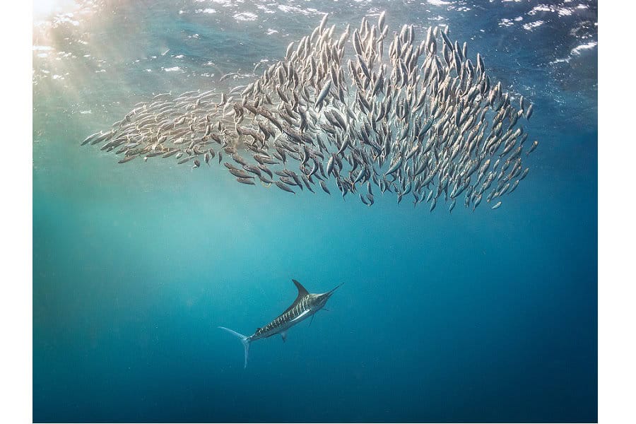 3ème Prix Portfolio © Kat Zhou Ocean Photographer Of The Year (3)