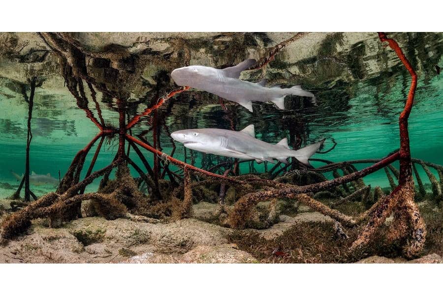 3ème Prix Portfolio © Kat Zhou Ocean Photographer Of The Year