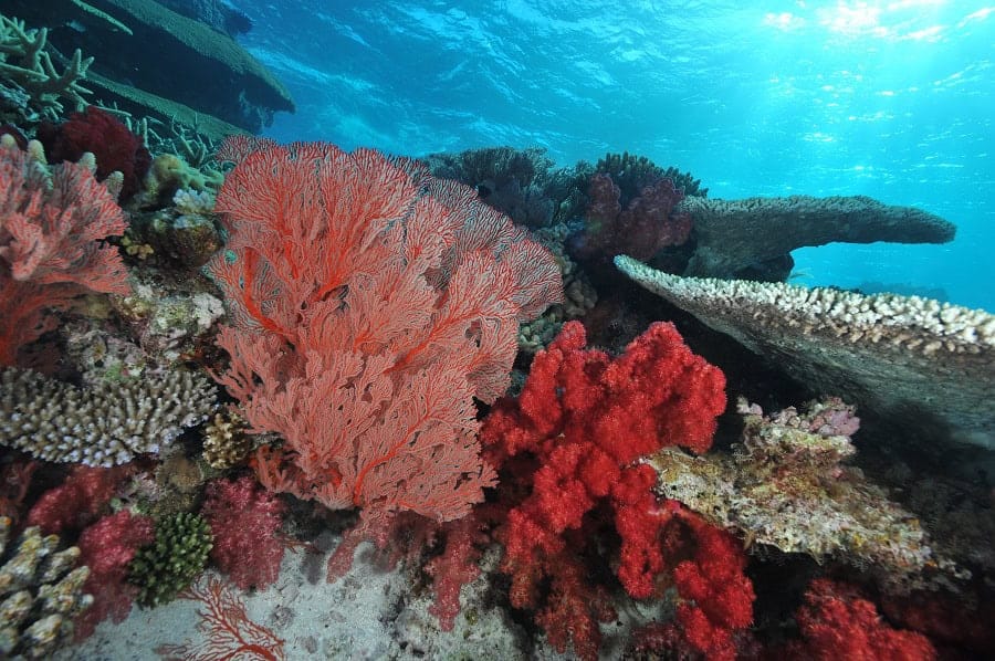 Plongee Sous Marine © P. Laboute Nctps