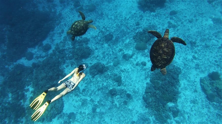 Tortue © Pauline Masse Nctps