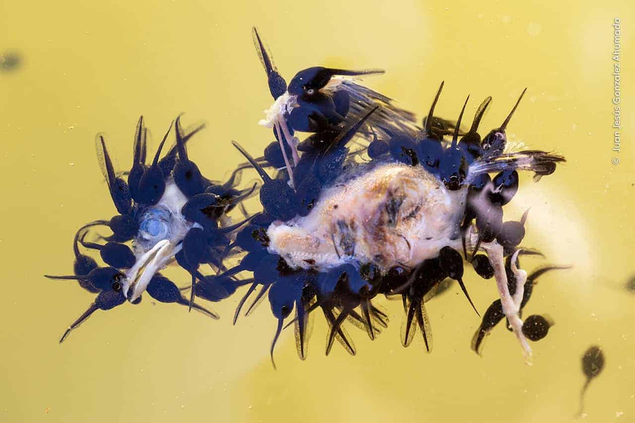 © Juan Jesus Gonzalez Ahumada Wildlife Photographer Of The Year