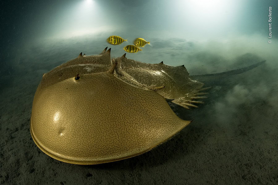 © Laurent Ballesta 1 Wildlife Photographer Of The Year