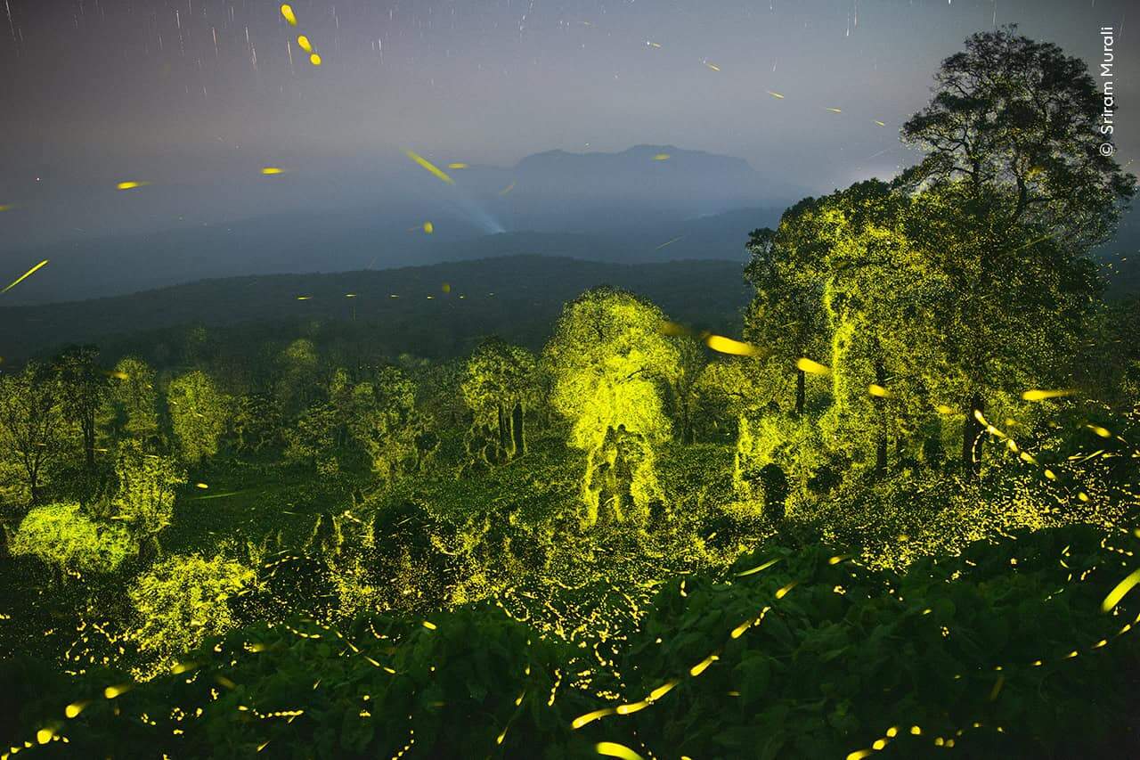 © Sriram Murali Wildlife Photographer Of The Year