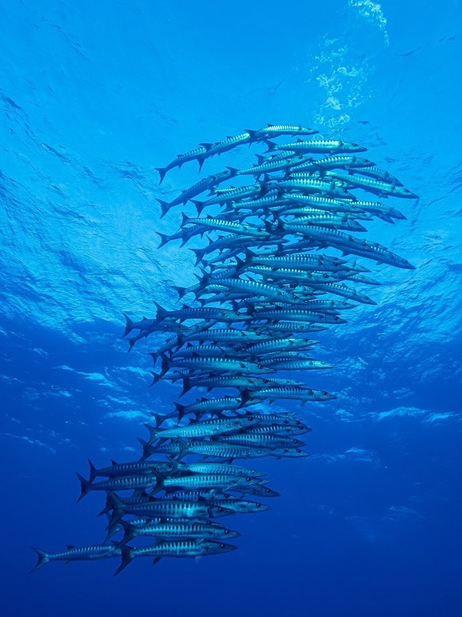 Am 009renard Marine Nuage De Barracudas Prix De La Municipalite 1
