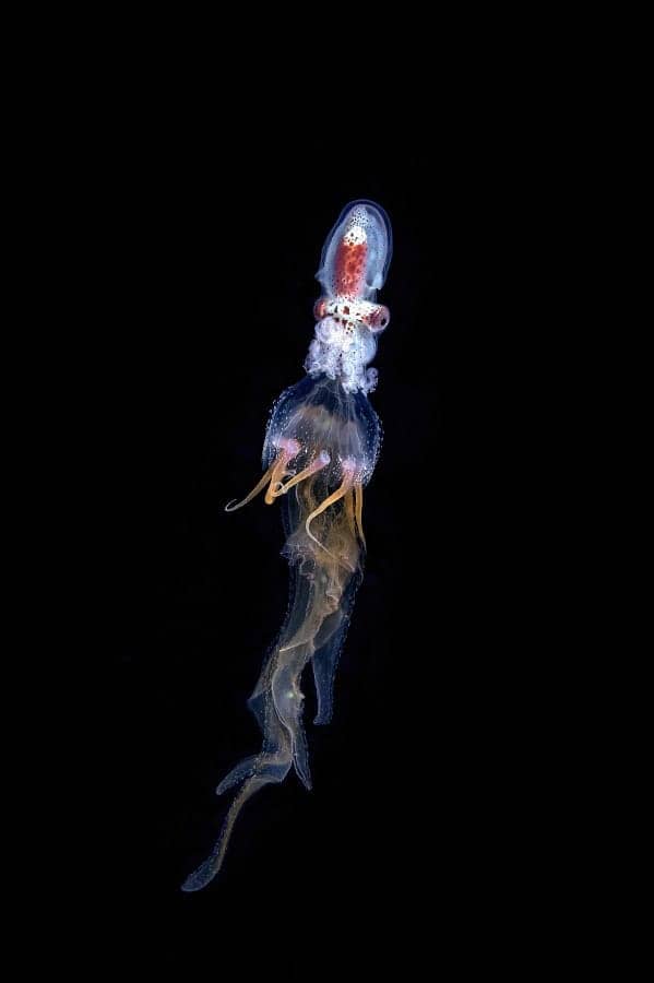 Bm 029kazmierskichristophetransport Dun Nautilus Juvenile Prix Bio Master