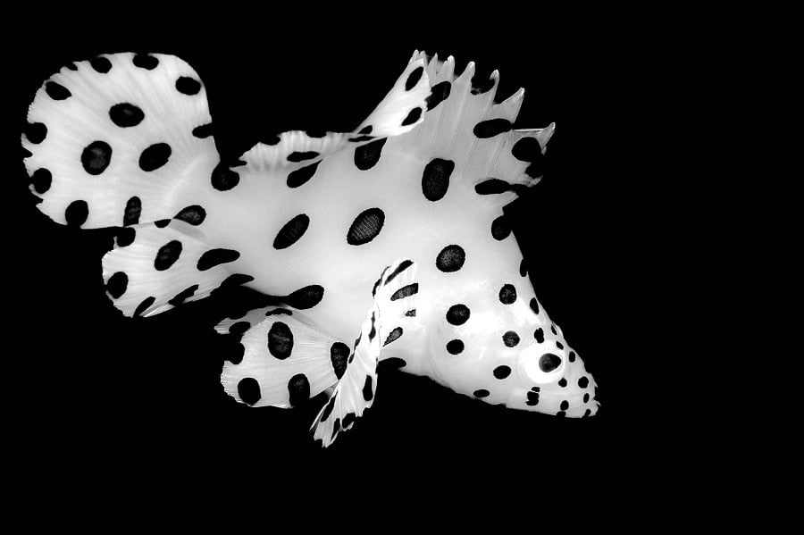 Nb 009desormaispatrickrobe A Pois 3eme Noir Blanc
