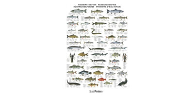 Poster Poissons d'eau douce