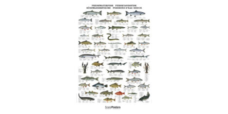 Poster Poissons d'eau douce