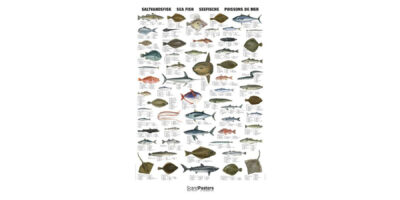 Poster Poissons de mer