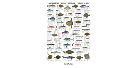 Poster Poissons de mer