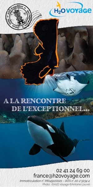 H20 Voyages Plongee Sous Marine
