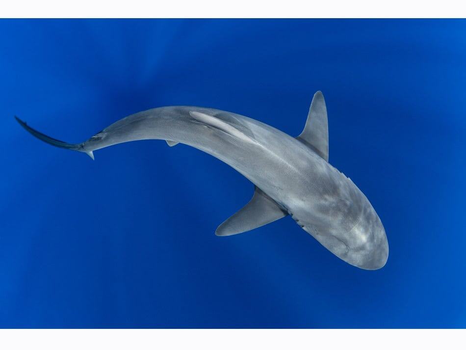 Dossier Rencontre Requins (c) Fabrice Dudenhofer 26