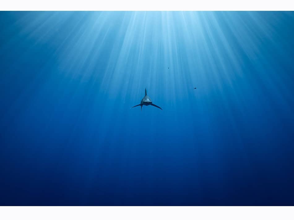 Dossier Rencontre Requins (c) Fabrice Dudenhofer 30