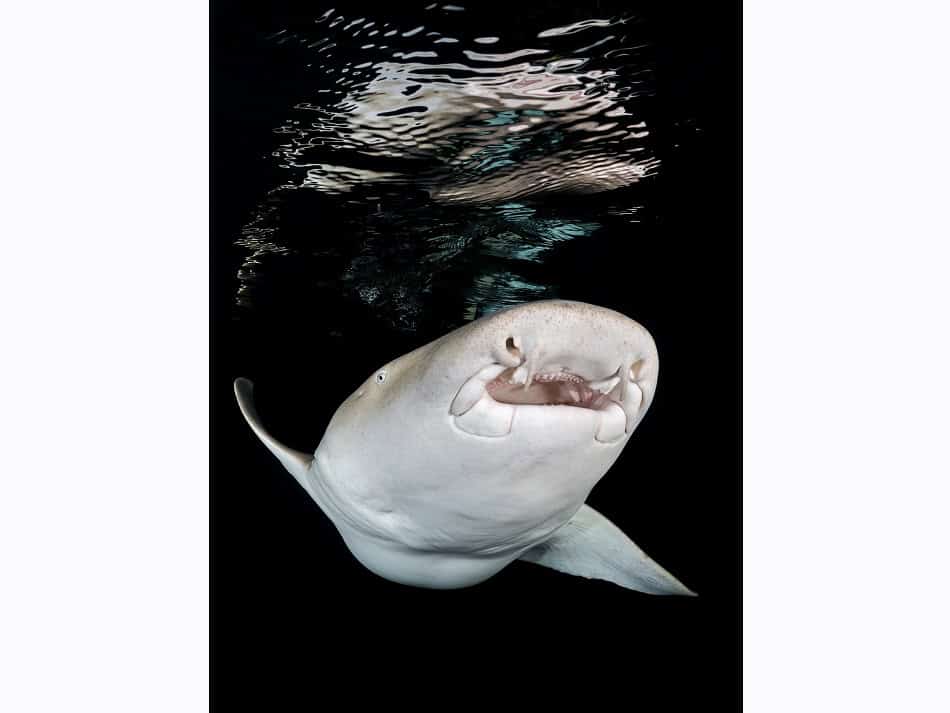 Dossier Rencontre Requins (c) Fabrice Dudenhofer 9