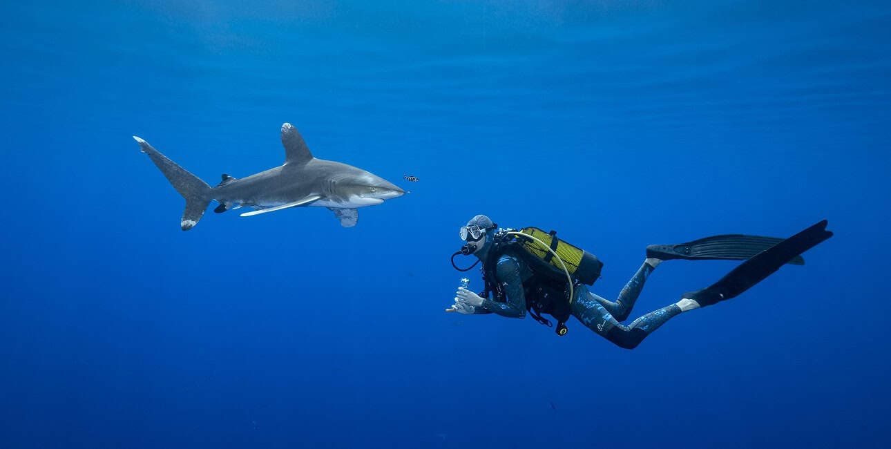 Dossier Rencontre Requins (c) Fabrice Dudenhofer